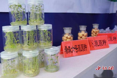 科技賦能，提質增效 中國馬鈴薯產業的主糧化之路與增值探索